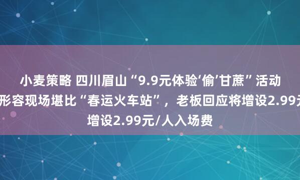 小麦策略 四川眉山“9.9元体验‘偷’甘蔗”活动火爆，游客形容现场堪比“春运火车站”，老板回应将增设2.99元/人入场费